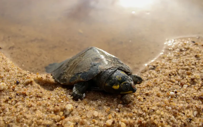 Raridade nascida em Moscou: filhote de tartaruga-panqueca encanta o zoológico