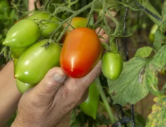 TECPAR - Organico_46.JPG 