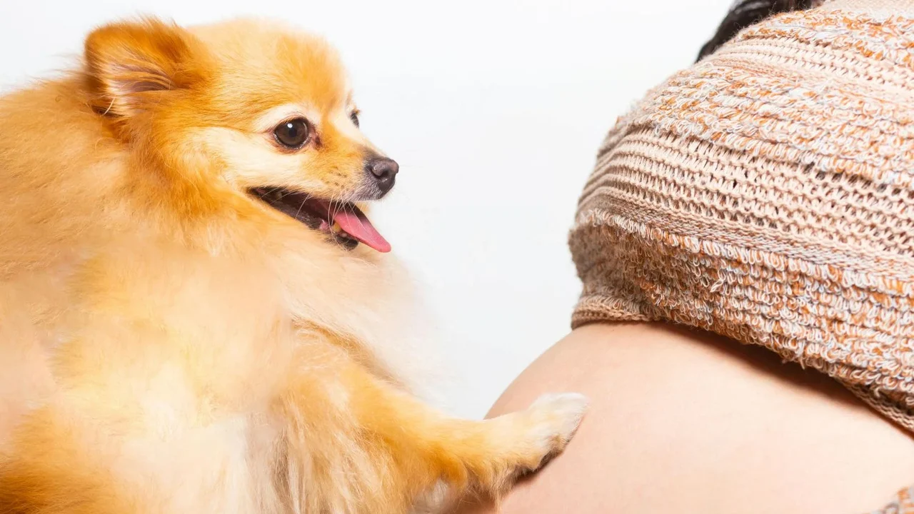 Maternidade multiespécie reacende discussão sobre o papel dos pets nas famílias
