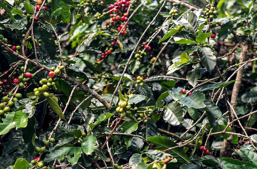 Safra de café deve crescer 2,7% e chegar a 56 milhões de sacas em 2025