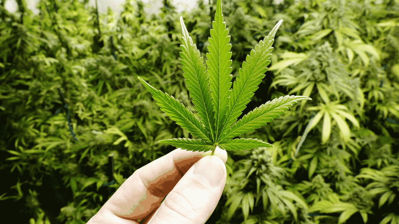 Indústria de cannabis na Tailândia vive crescimento acelerado, e regulamentação pode ajudar; entenda