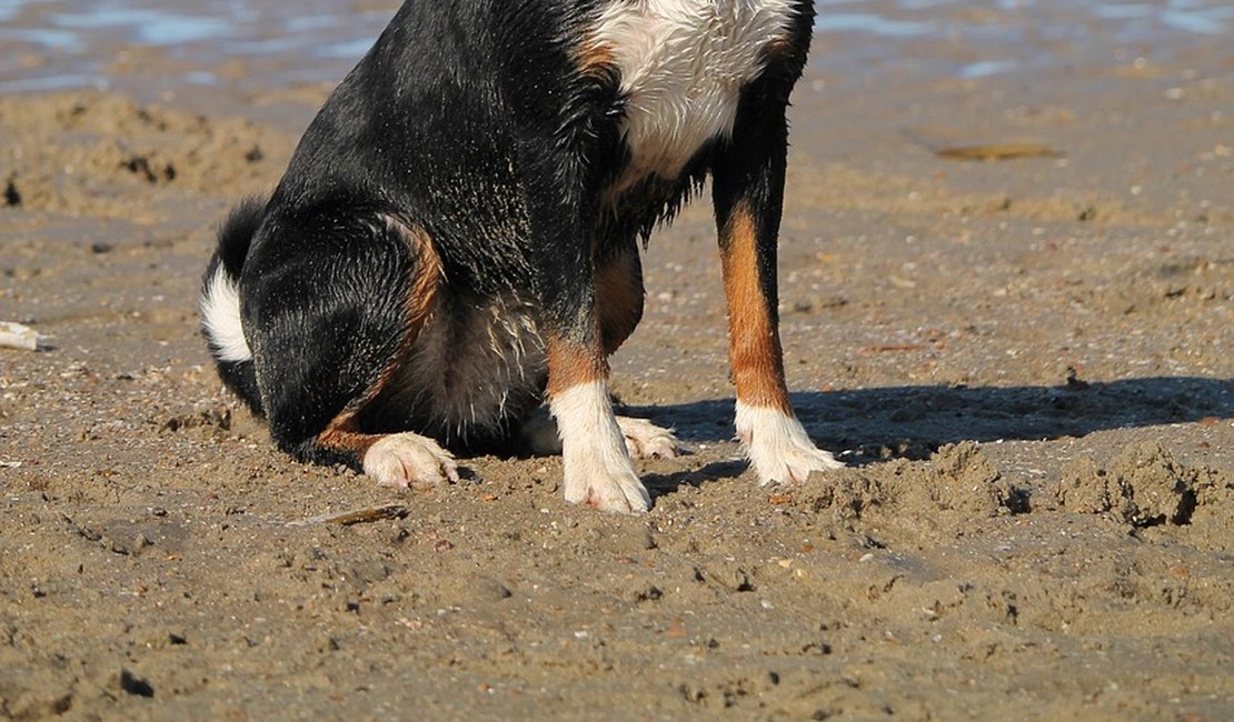 Cuidados com pets no verão: prevenção contra viroses