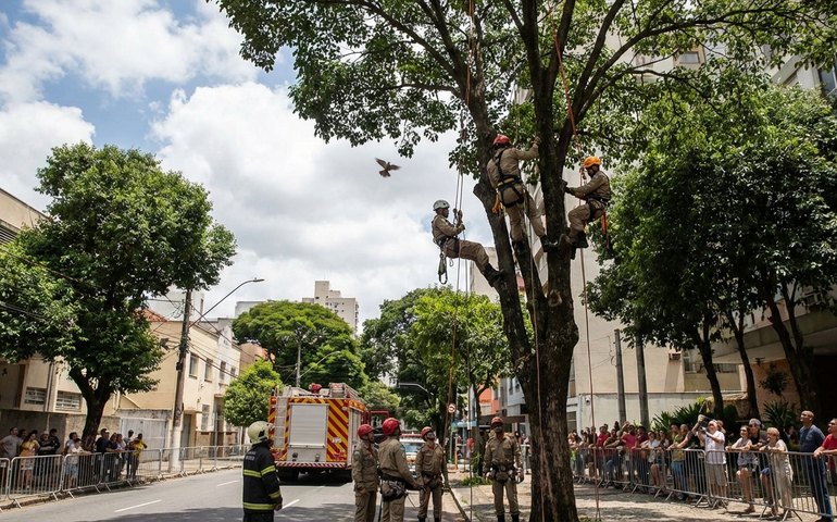 Pombo preso em linha de pipa mobiliza bombeiros em Belo Horizonte