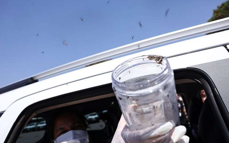 Ministério da Saúde libera mosquitos estéreis para conter o Aedes aegypti em terras indígenas