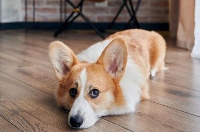 Veterinária alerta: diagnóstico e tratamento de doenças inflamatórias em cães e gatos exigem atenção especial dos tutores