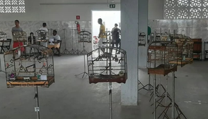 Nove aves são apreendidas em torneio de canto clandestino de Itabaianinha / Foto: Foto: Adema/Divulgação
