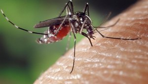 Adolescente morre vítima de Chikungunya em Aracaju