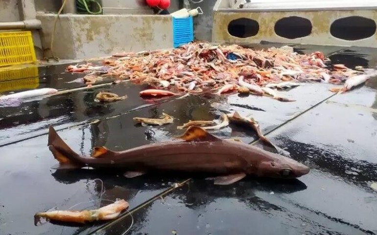 Tubarões pré-históricos são abatidos para produção de cosméticos