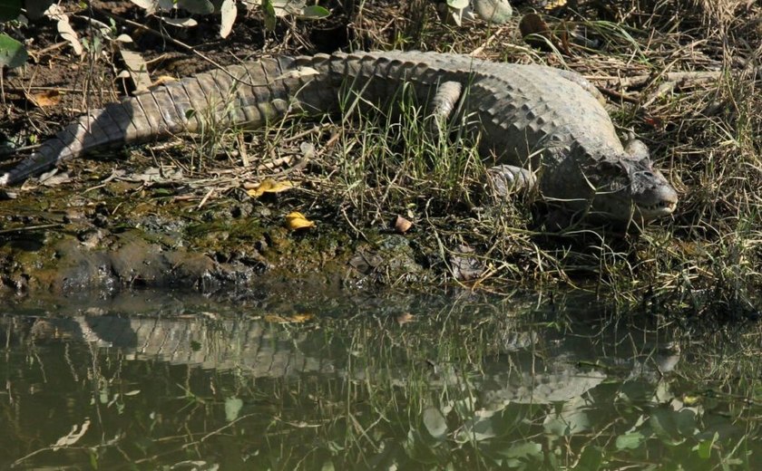 Arapiraca abre inscrições para capacitação em resgate e manejo de répteis