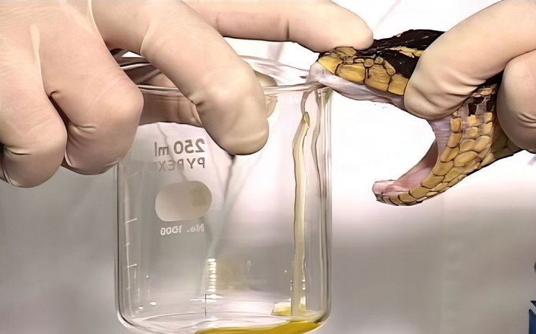 Vítimas de animais peçonhentos reclamam a falta de antídoto no RJ