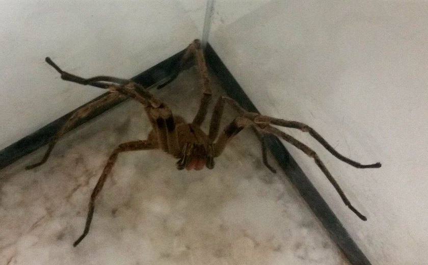 Picadas de aranhas são segunda causa de envenenamento no país