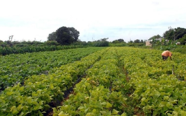 Programa de Aquisição de Alimentos é relançado no Recife