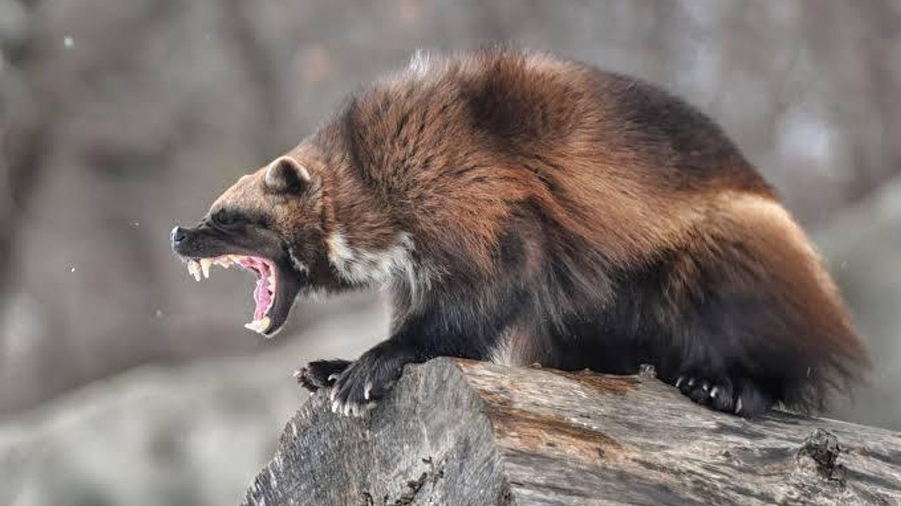 Wolverine da vida real enfrenta redução populacional no Canadá