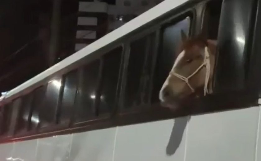 Cavalo é transportado dentro de ônibus em Santa Catarina