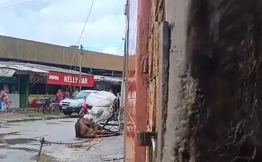 Cavalo morre eletrocutado após fio de eletricidade se romper no Mercado da Produção