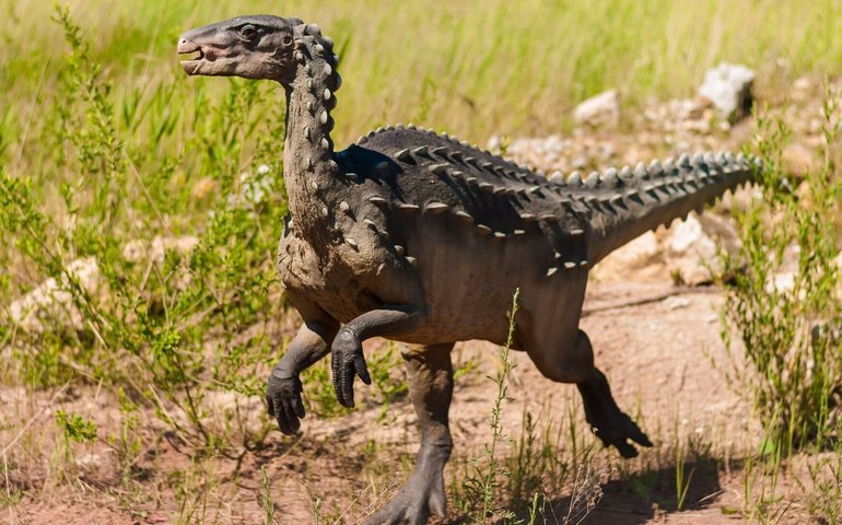 Fóssil raro de dinossauro jovem com crânio em cúpula é encontrado no Canadá