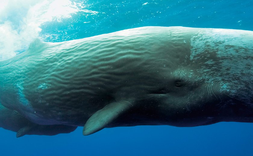 Baleia cachalote morre após entrar em águas pouco profundas na Austrália