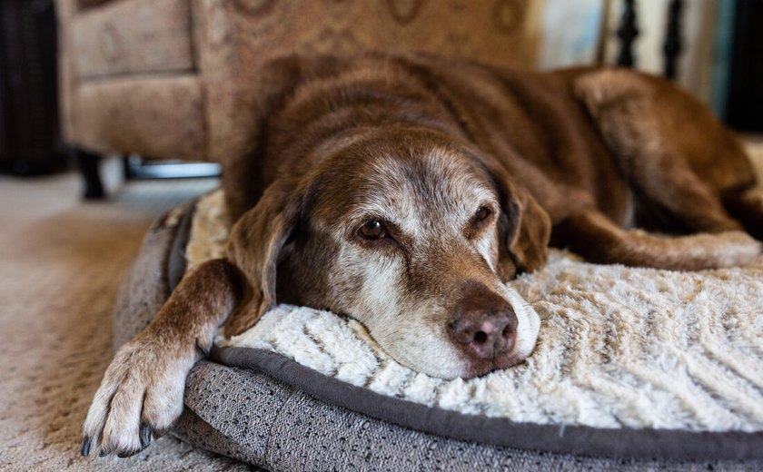 
Turbulência emocional vivenciada após a perda de um cachorro é semelhante à de um filho, diz novo estudo