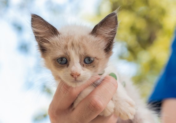 Cães e gatos estarão disponíveis para adoção responsável neste domingo (23)