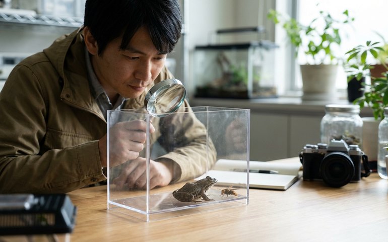 Rã japonesa resiste ao veneno da 'vespa assassina' e pode inspirar novos tratamentos para dor