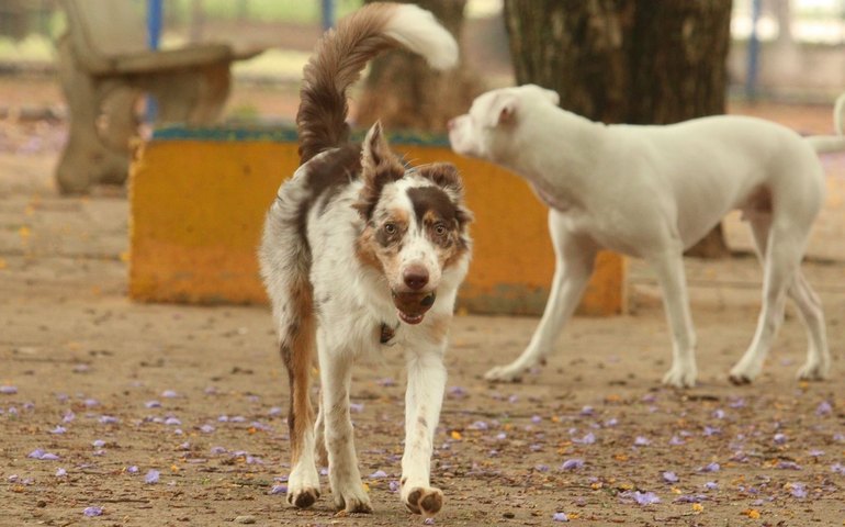 Animais, defesa e cuidado