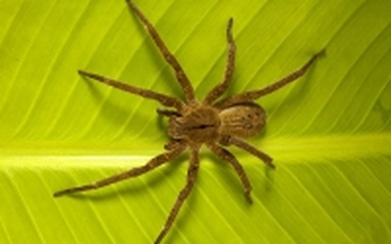 Mais de 3 mil pessoas picadas por aranhas procuraram unidades de saúde