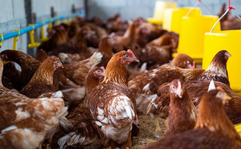 Concessionária deve indenizar por corte de luz que matou 10 mil aves em granja