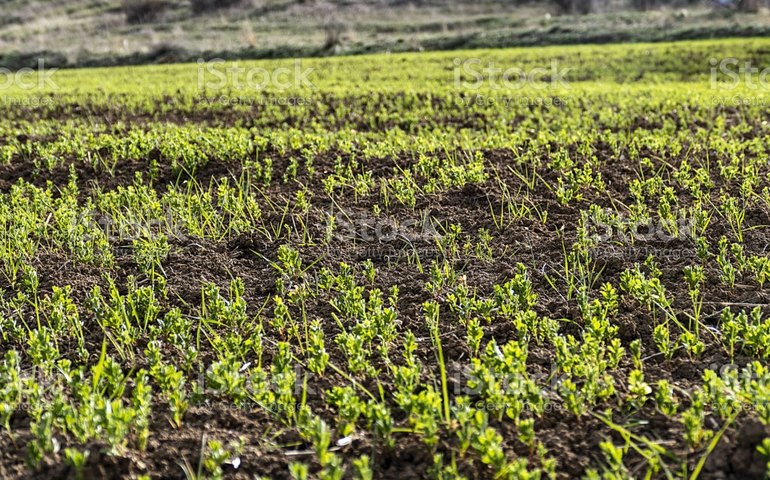 Embrapa: programa pode tornar lentilha alternativa de plantio no inverno
