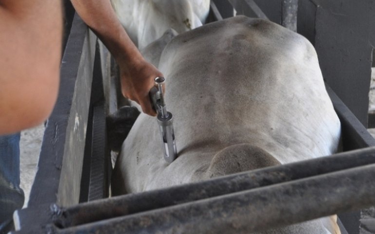 Adeal realiza vacinação assistida contra brucelose em Olho D’Água das Flores