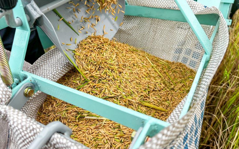 Produção de arroz no Baixo São Francisco alagoano cresce 41% em três anos