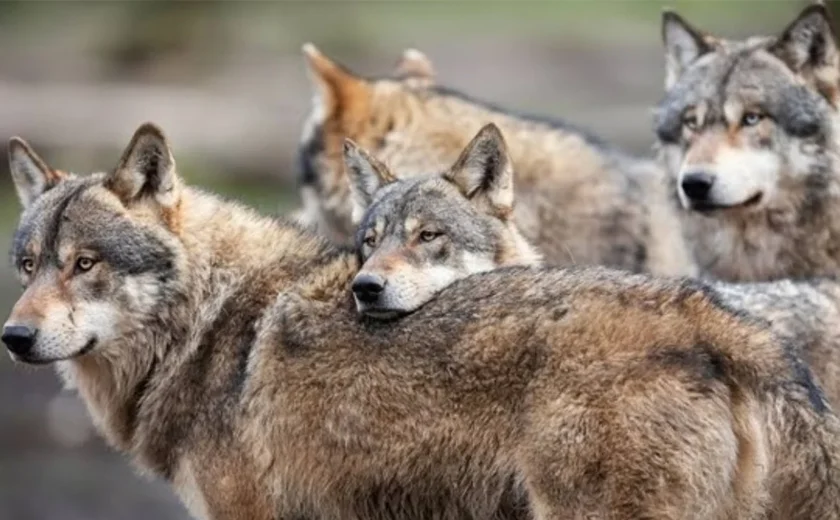 Justiça holandesa permite disparos de bolas de tintas contra lobos que representem perigo