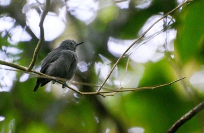Alagoas abriga um dos pássaros mais ameaçados de extinção do mundo