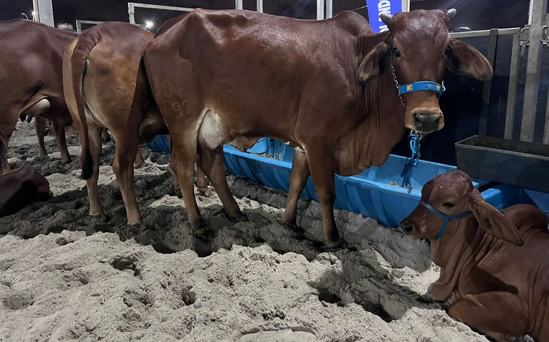 73ª Expoagro/AL começa neste sábado (21) e promete ser maior maior em negócios