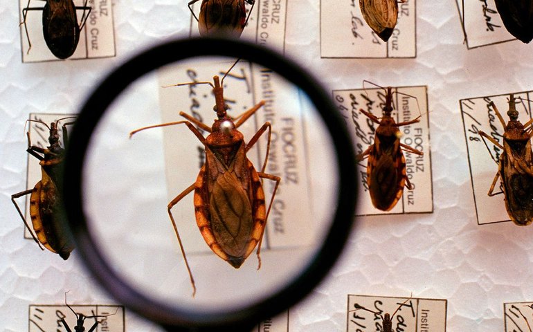 Saúde anuncia R$ 12 milhões para enfrentamento da doença de Chagas