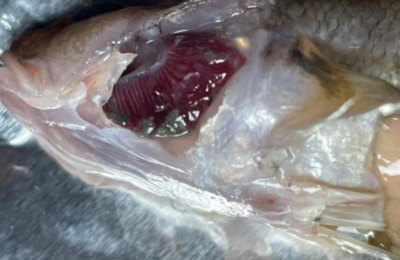 Laudos divulgados por pesquisador revelam pesticidas na laguna Mundaú