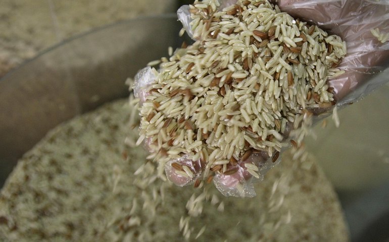 Especialistas alertam para risco de escassez global de arroz, açúcar e café devido ao El Niño