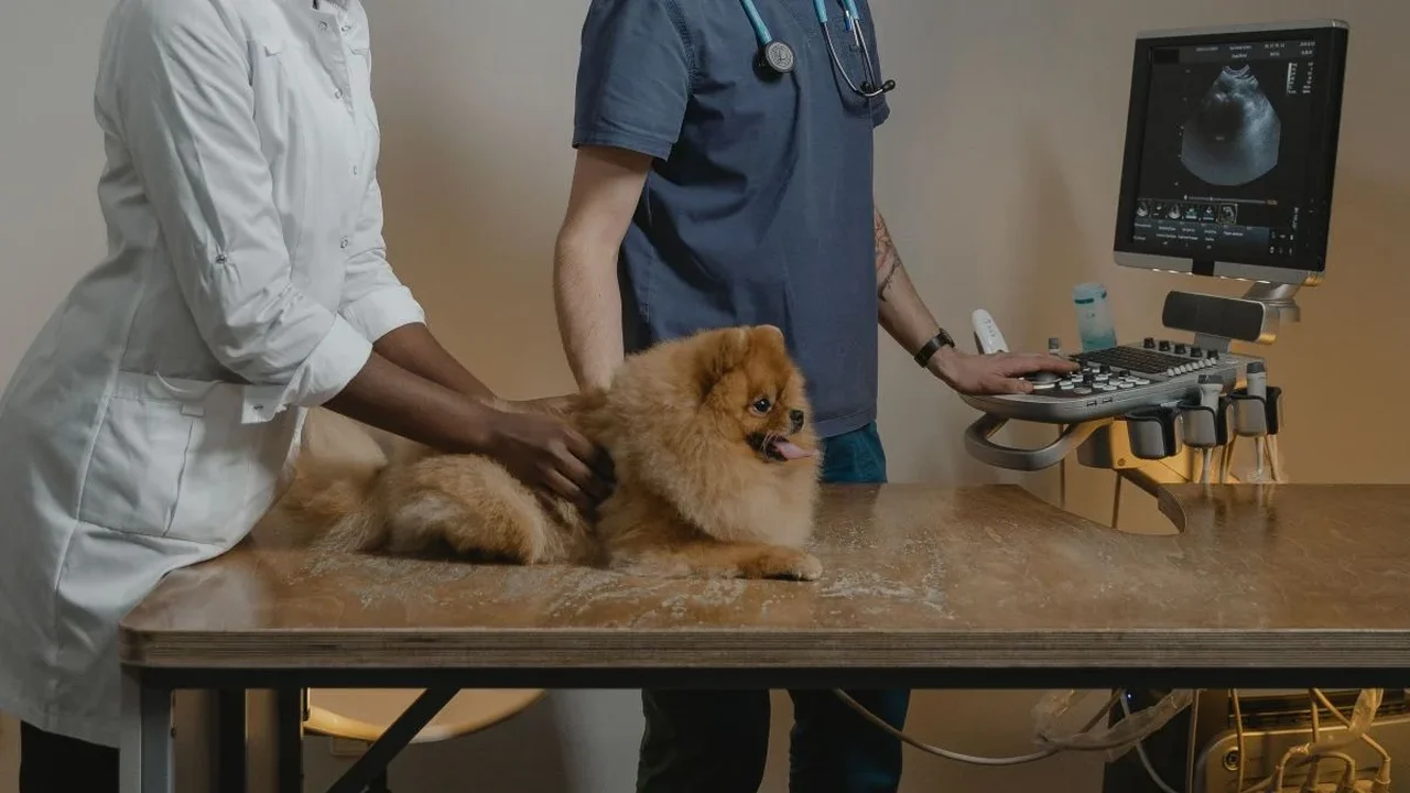 Inteligência artificial chega aos exames de cães e gatos