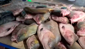 Feira de pescados celebra tradição da Semana Santa em Neópolis; confira os preços