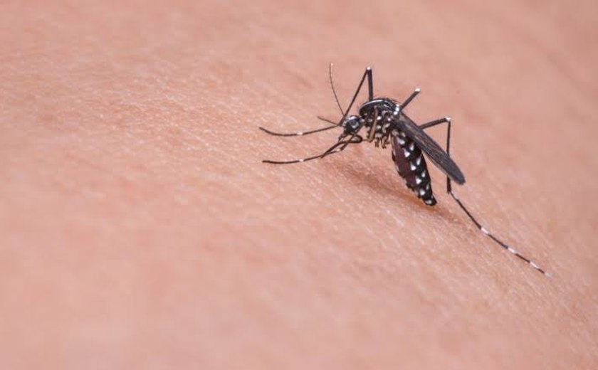 Secretaria de Saúde de Alagoas investiga mais cinco mortes por suspeita de dengue