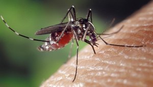 Adolescente morre vítima de Chikungunya em Aracaju