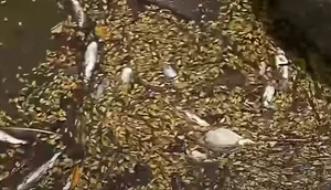 Após mortandande de peixes, Adema apura denúncia de crime ambiental em Aracaju