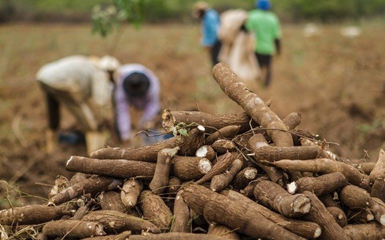 Mandioca pode substituir a cana em algumas áreas de Alagoas