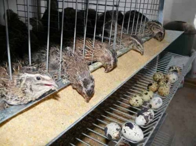 Criação de codornas movimenta economia em São Luiz do Quitunde