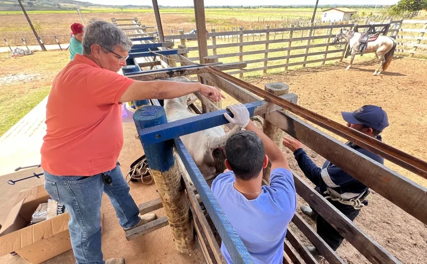 Programa Mais Pecuária Brasil melhora qualidade do rebanho bovino em Penedo