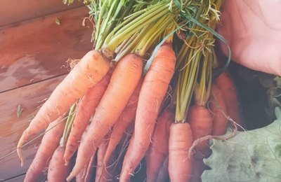 Prefeitura promove 1º Feira Agroecológica e Solidária que reúne diversidade criativa de pequenos produtores