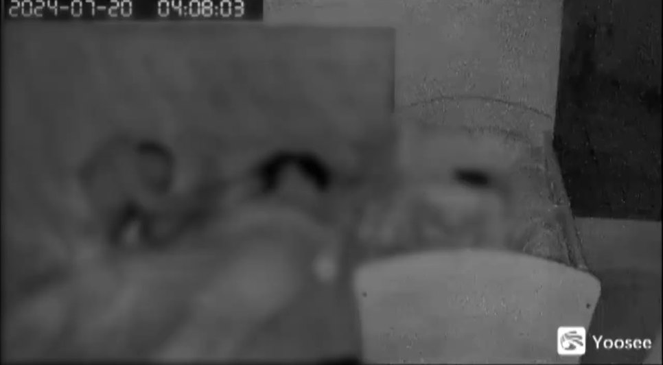 VÍDEO: Dupla criminosa invade casa de família adormecida e realiza série de furtos.jpg