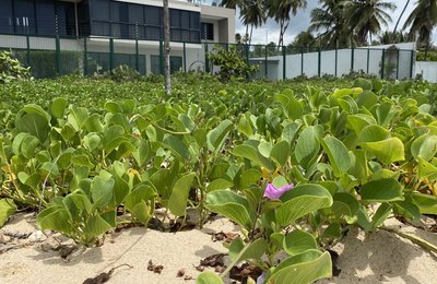 Licenciamento ambiental e preservação da restinga são tema de palestra gratuita em Maceió
