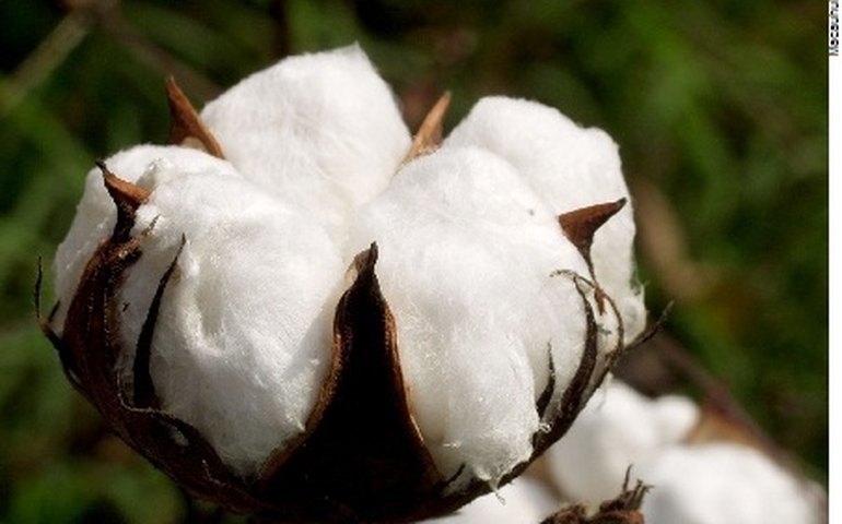 Sudão terá que seguir regras para exportar fibra debulhada de algodão ao Brasil