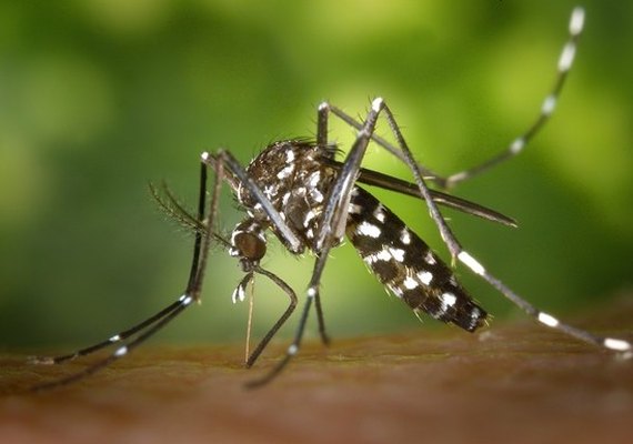 Secretaria de Saúde desenvolve ações para prevenir a febre Zika em AL