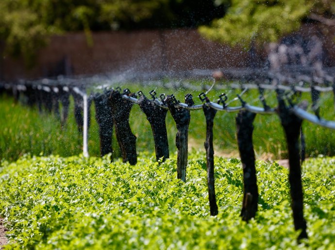 Termina dia 30 o prazo para regularização de dívidas rurais no BNB com descontos de até 95%